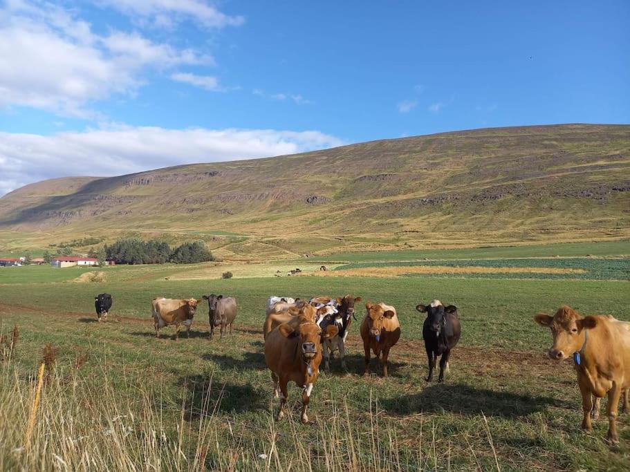 Apartament Þorsmoerk Farm 12 Min From Akureyri Svalbarthseyri Zewnętrze zdjęcie